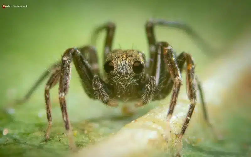 Wolf Spider Eyesight Nevada