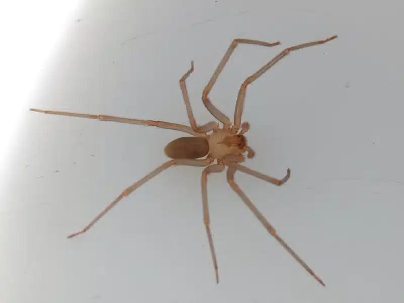 widow-exterminators-pest-widow
