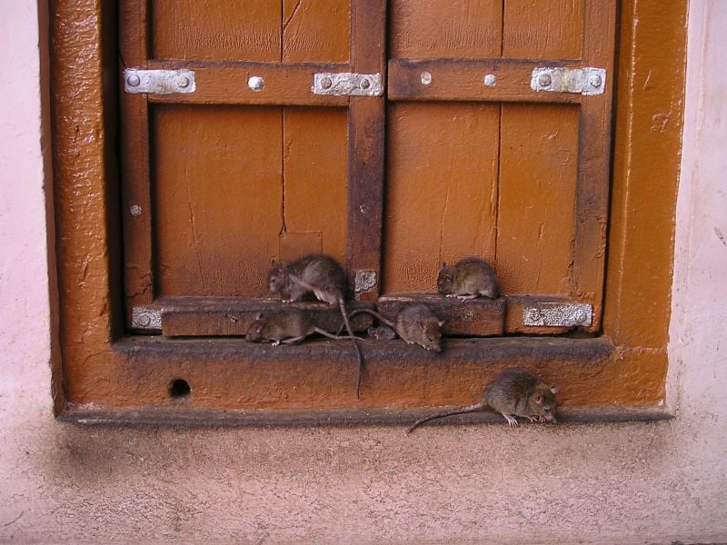 rat
