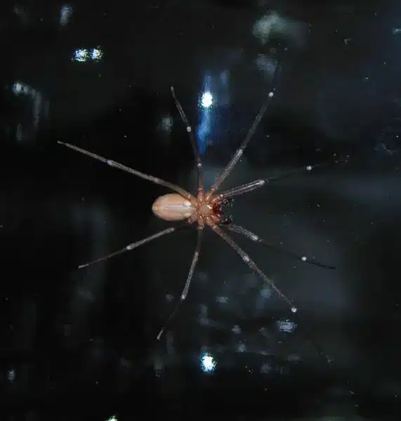 widow-widow-hornet-spider
