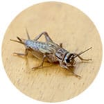 cricket bug