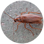 German Cockroach