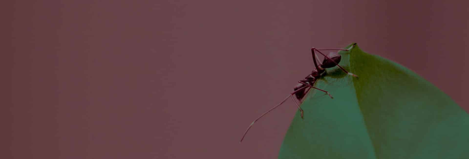 What do Boca Raton Pest Exterminators do for Ant and Ant-Hill Removal?