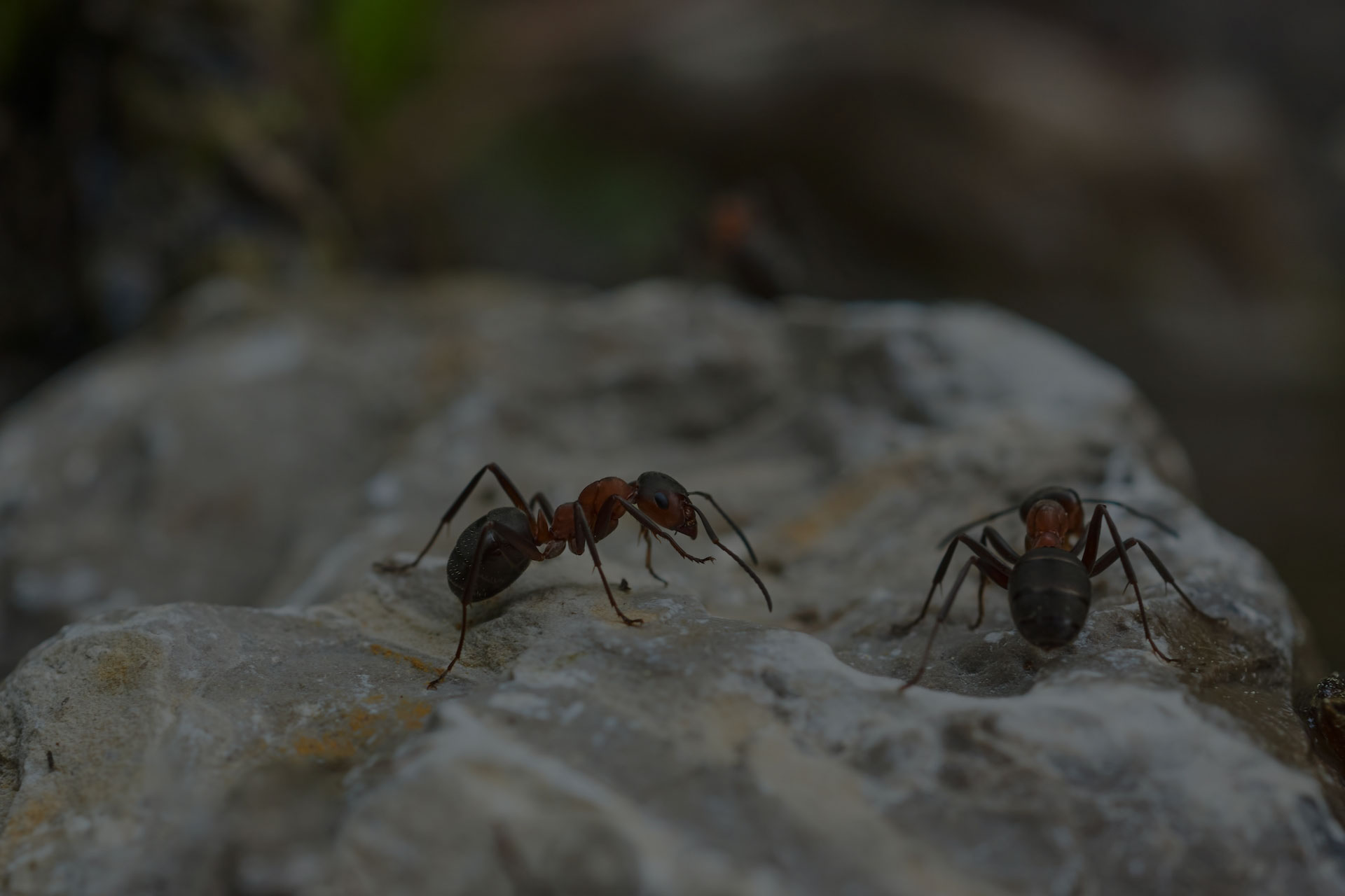 What do Summerlin Pest Exterminators do for Ant and Ant-Hill Removal?