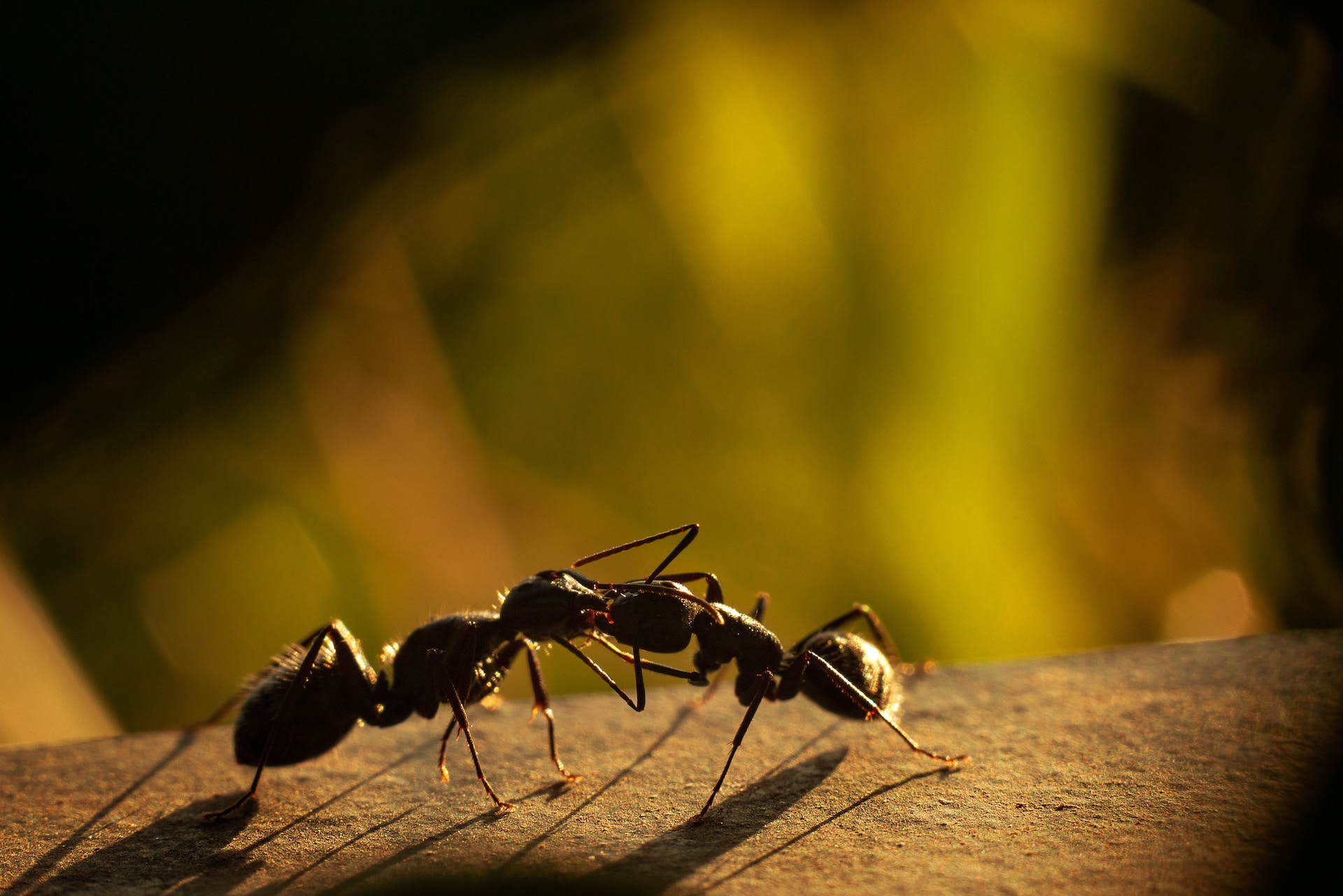 What do Miami Pest Exterminators do for Ant and Ant-Hill Removal?