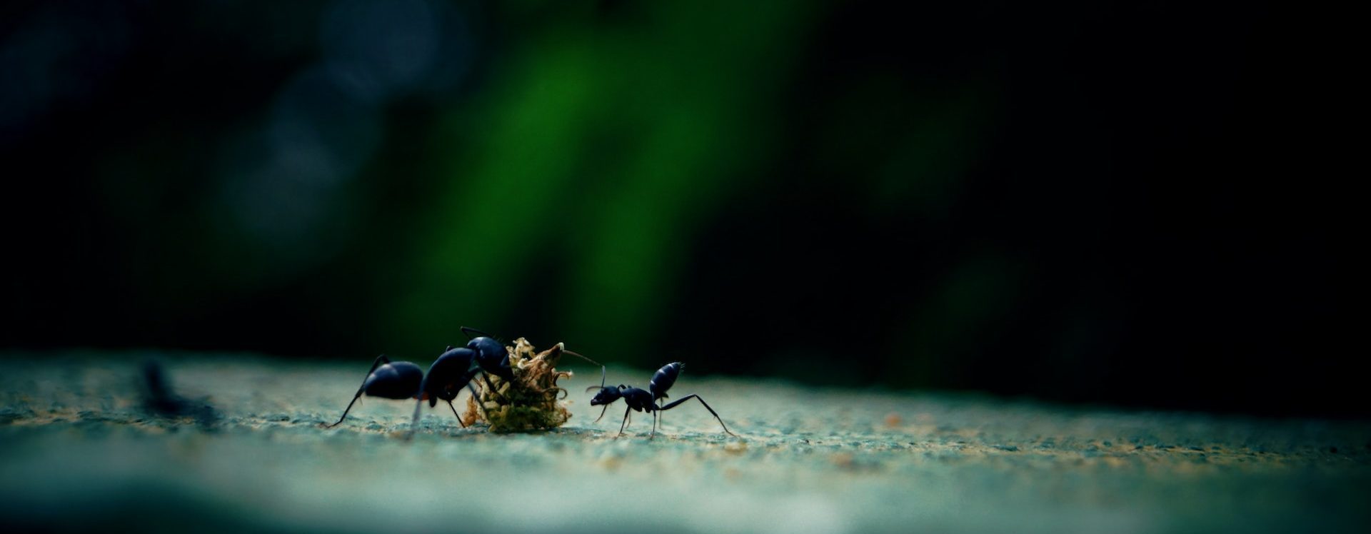 What do Fort Lauderdale Pest Exterminators do for Ant and Ant-Hill Removal?