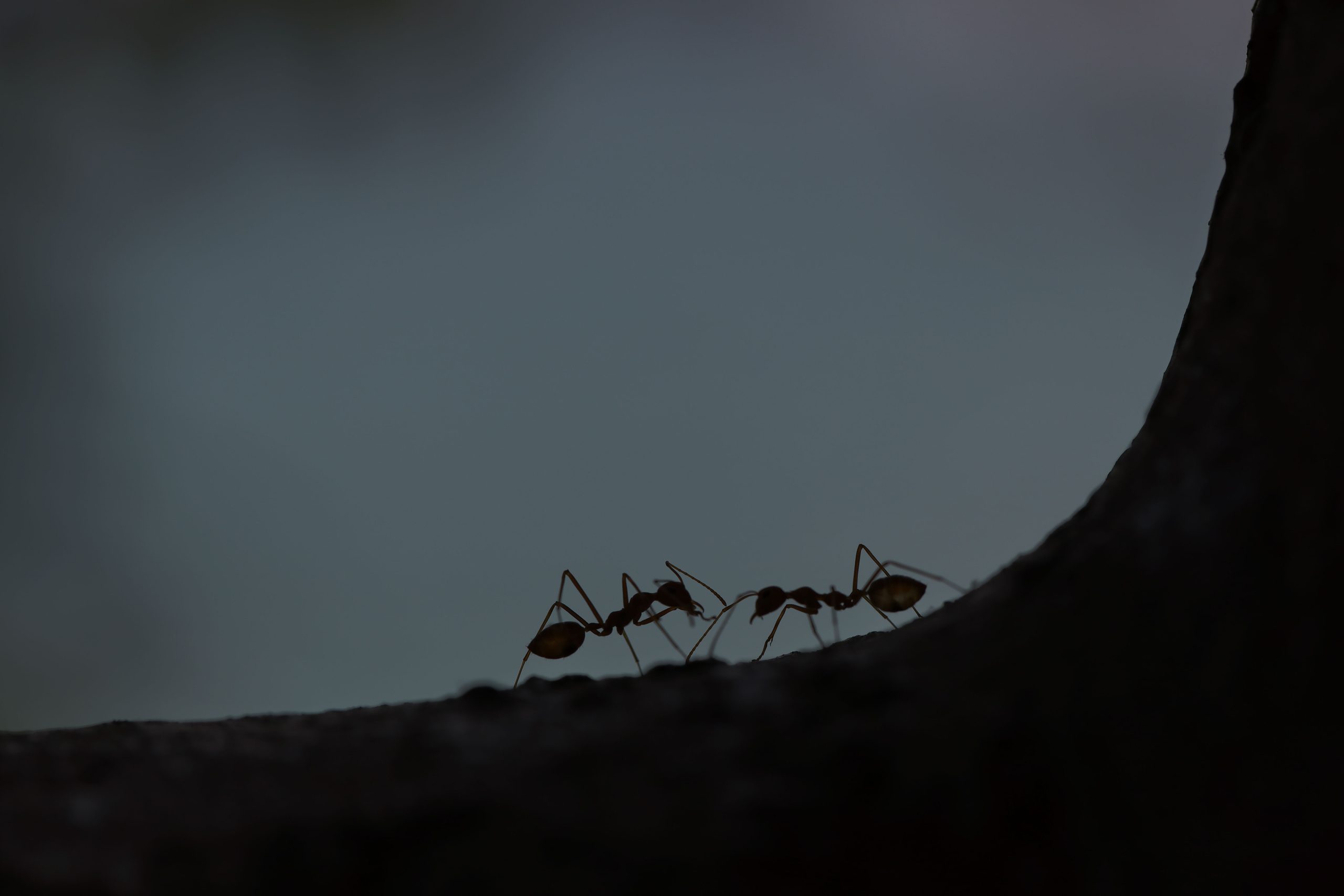 What do Henderson Pest Exterminators do for Ant and Ant-Hill Removal?