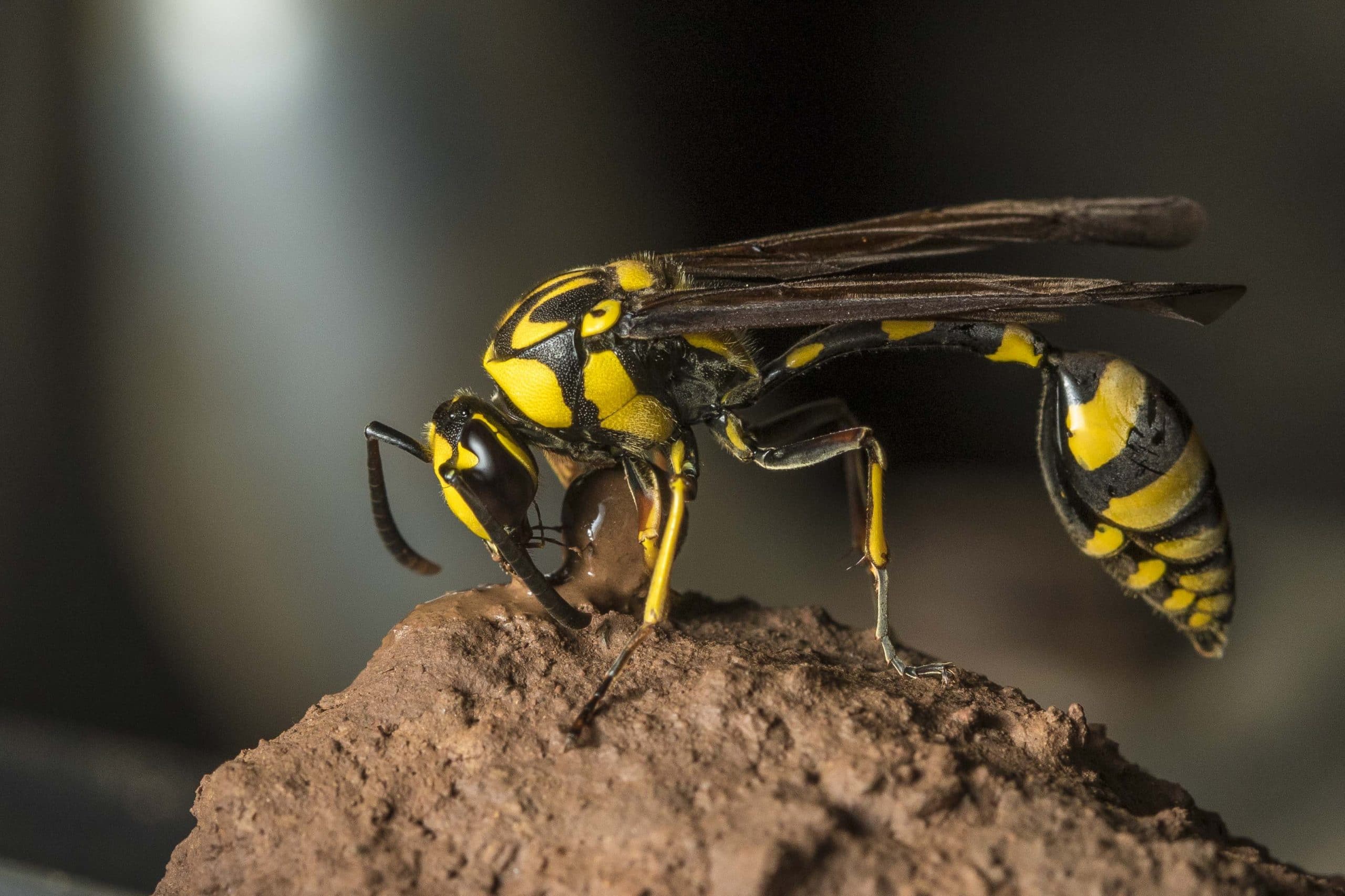 Mud Daubers
