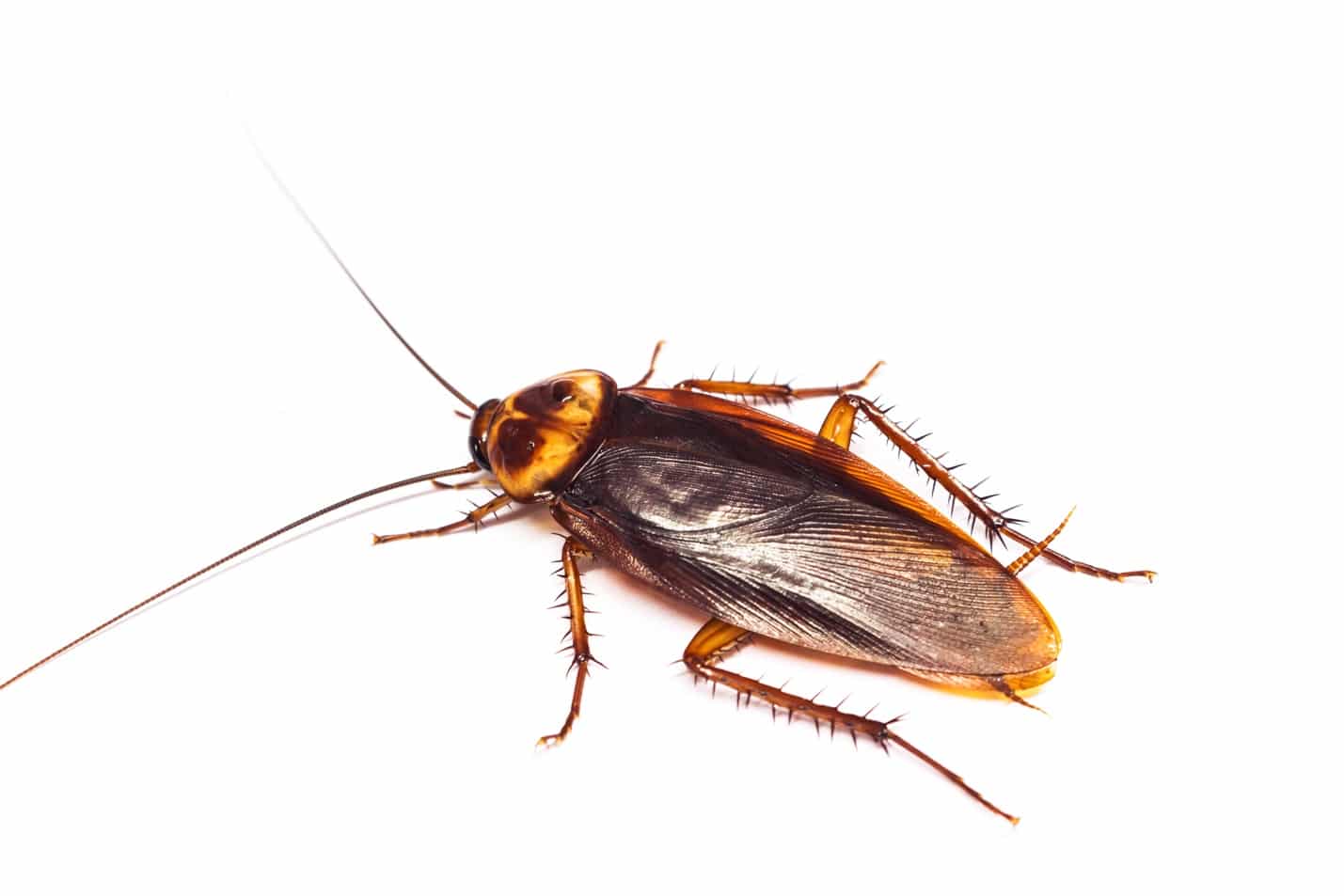 Cockroach Control In Hialeah