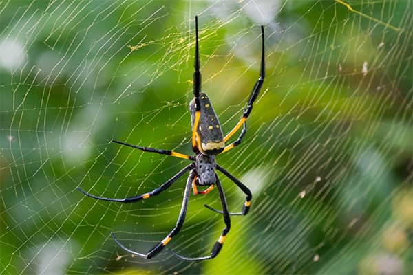 banana-spider