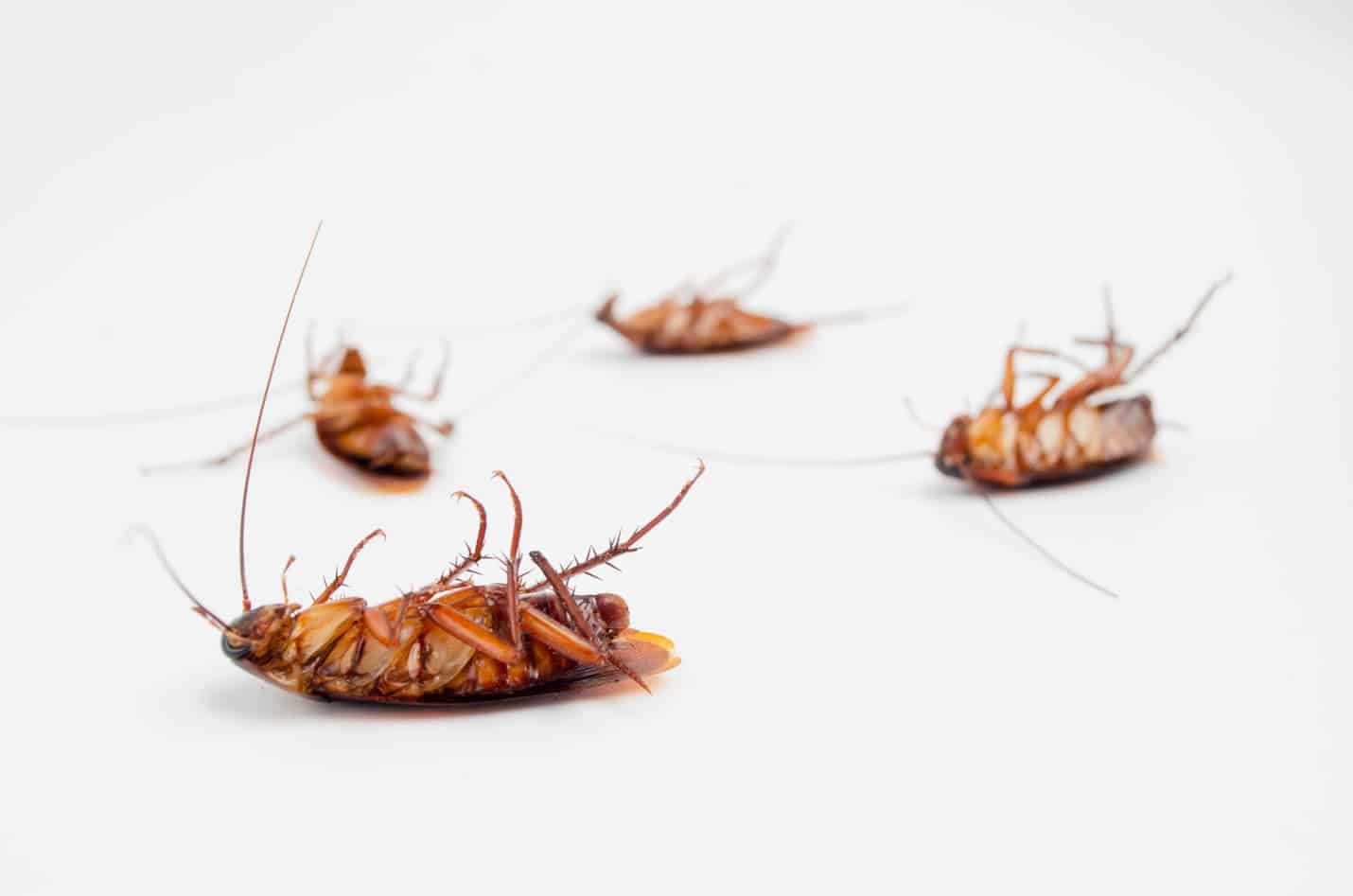 Solve Your Cockroach Problem