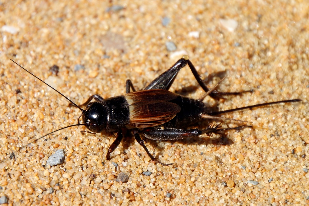 field-cricket