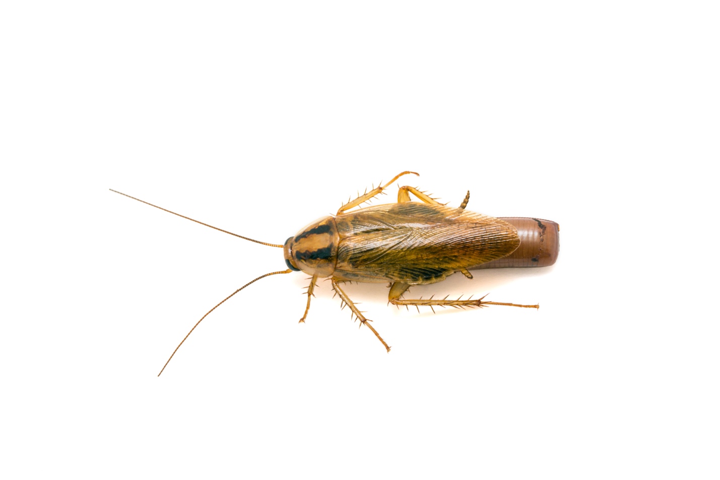 german-cochroach