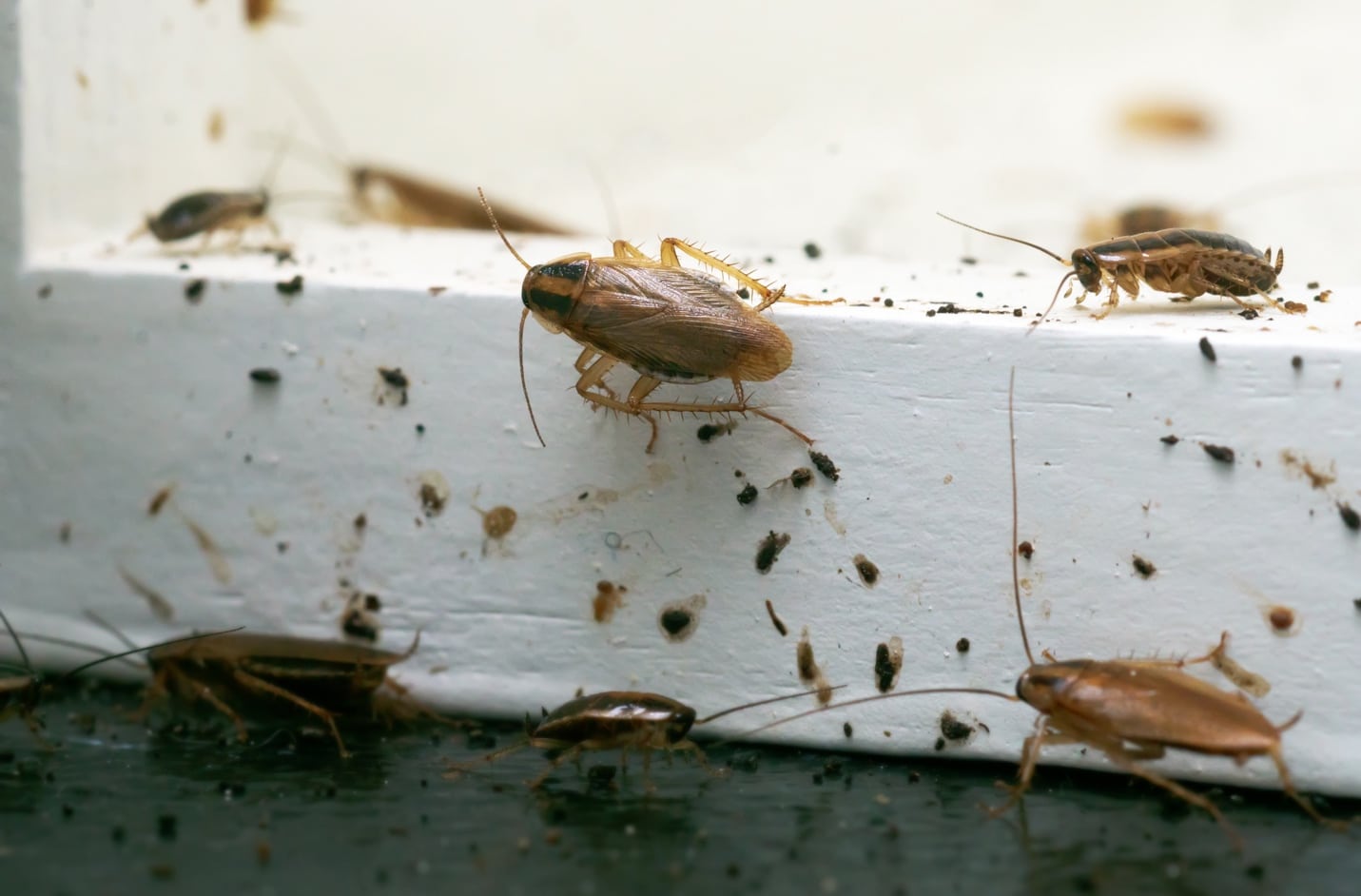 german-cockroach