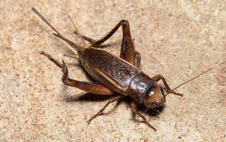 house-cricket