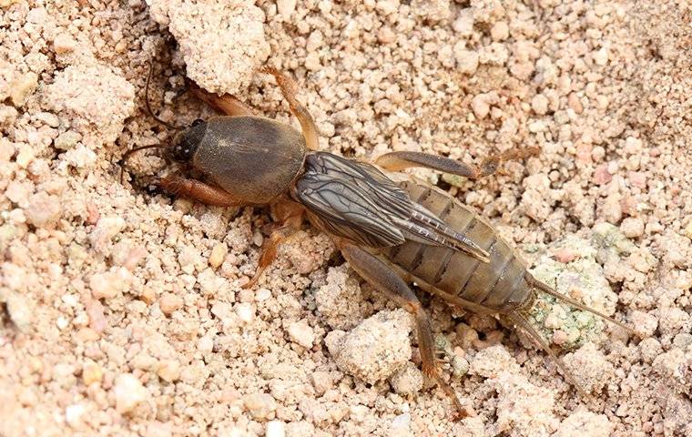 mole-crickets