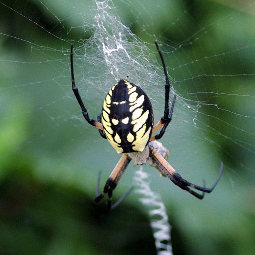orb-wvr-black-yellow-argiope