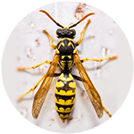 wasp