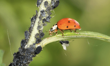 Biological-Pest-Control