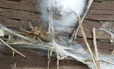 Disposal-of-spider-eggs