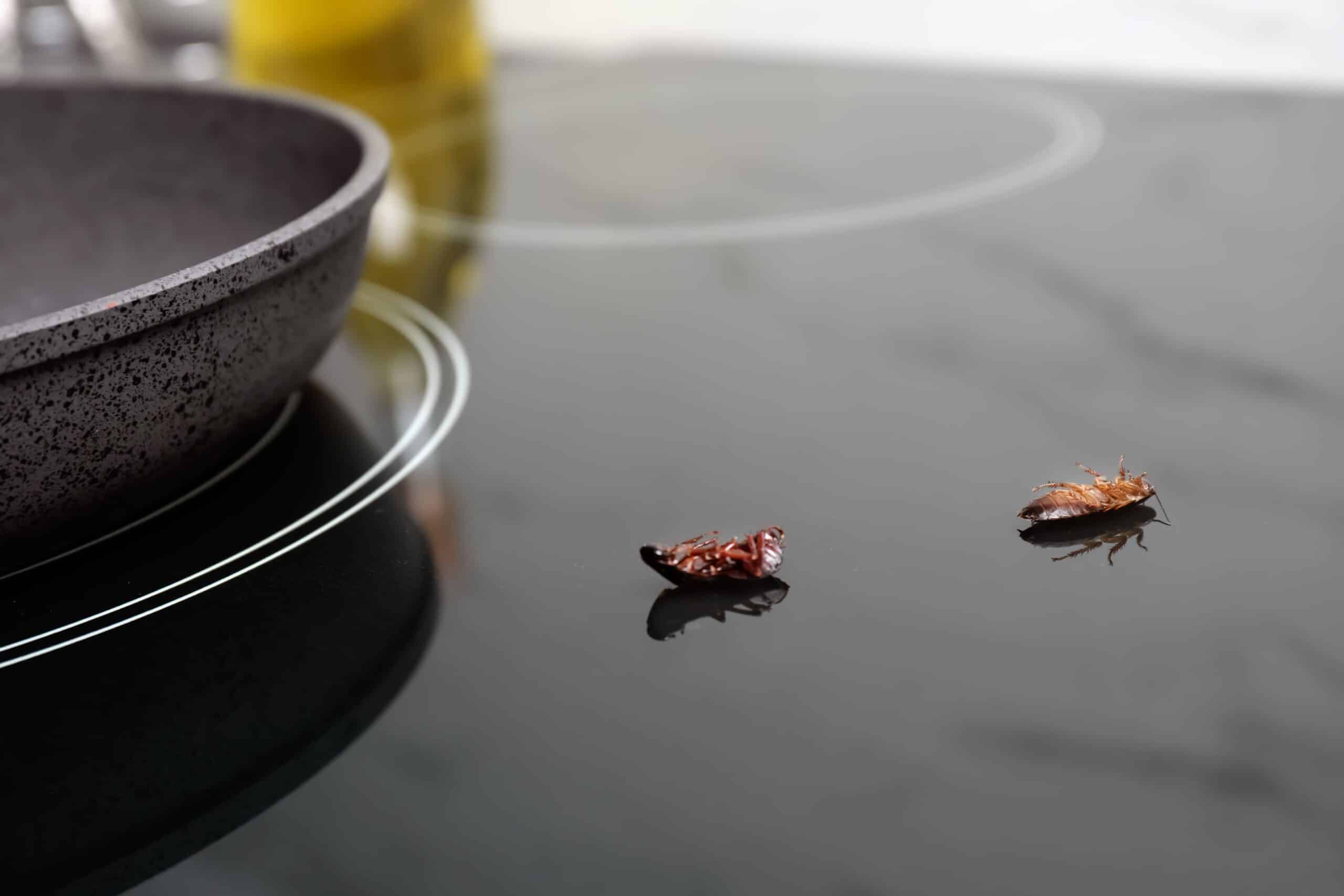 How To Control Cockroaches
