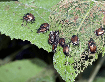 Integrated-Pest-Management-IPM