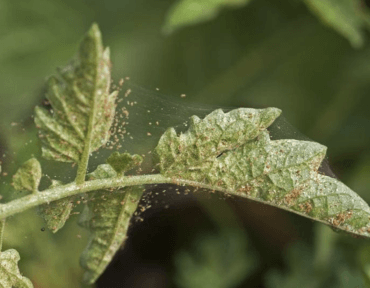 Leaf-Discoloration-and-Damage