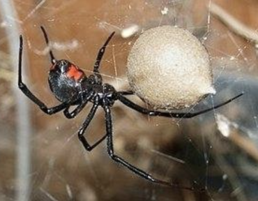 Physical-removal-of-spider-egg-sacs