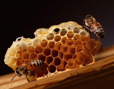 bee-beehive-wooden