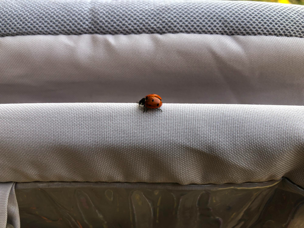 What To Do With Pets During Bed Bug Treatment