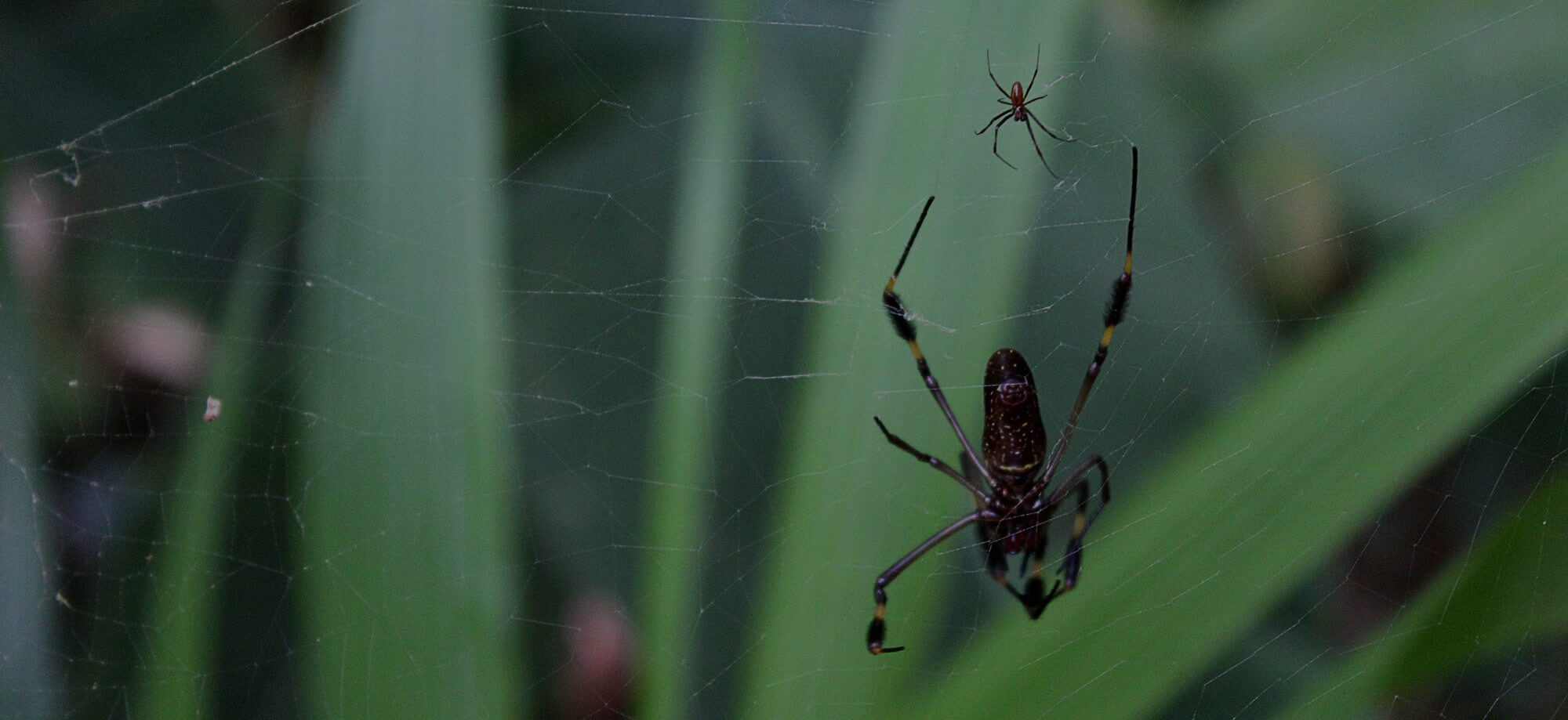 How to Remove Spider Webs