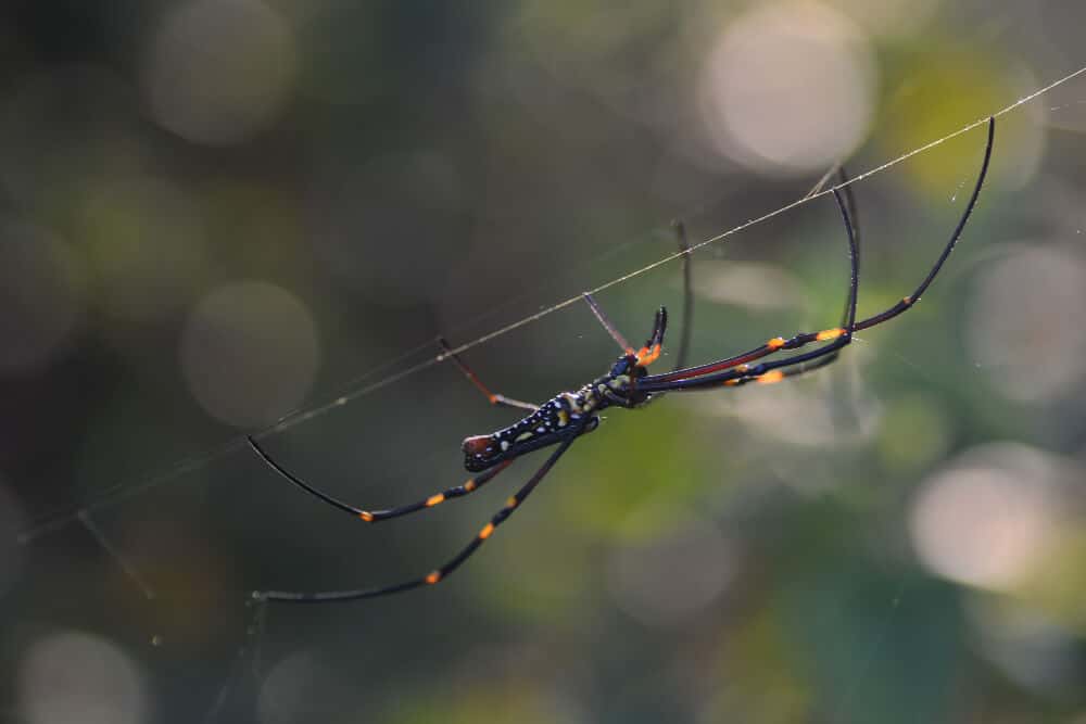 Banana Spiders