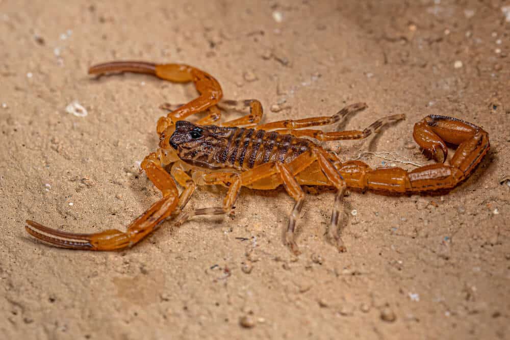 Bark Scorpion