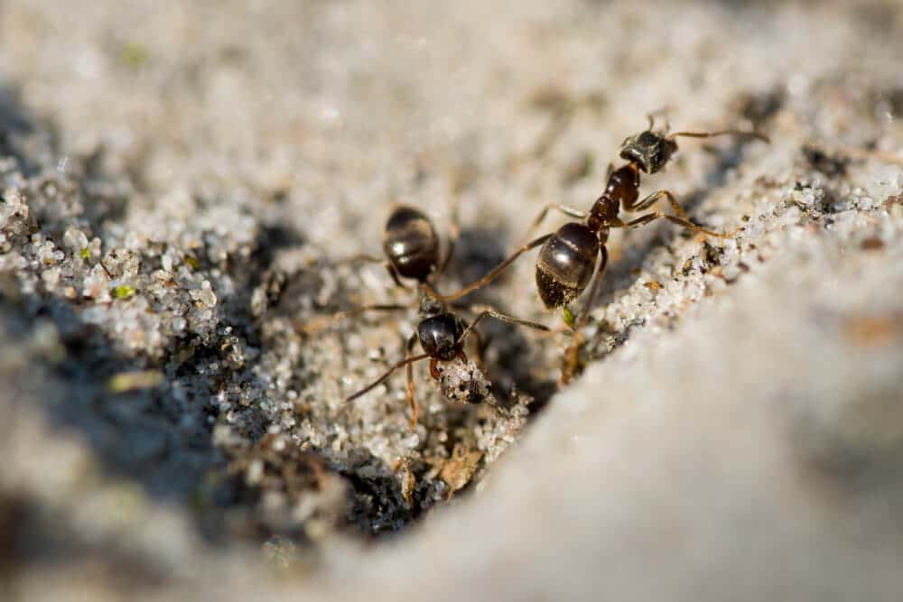 Carpenter Ants