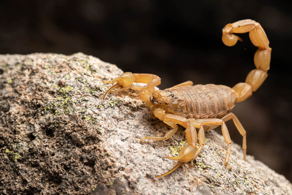 Desert Hairy Scorpion
