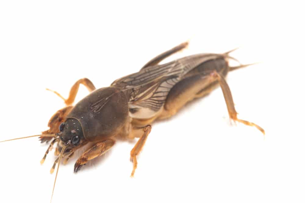 Mole Cricket