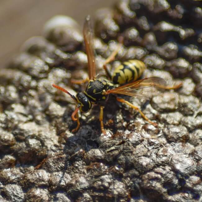 Mud Daubers