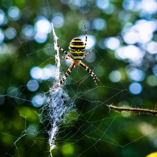 Orb Weavers spider