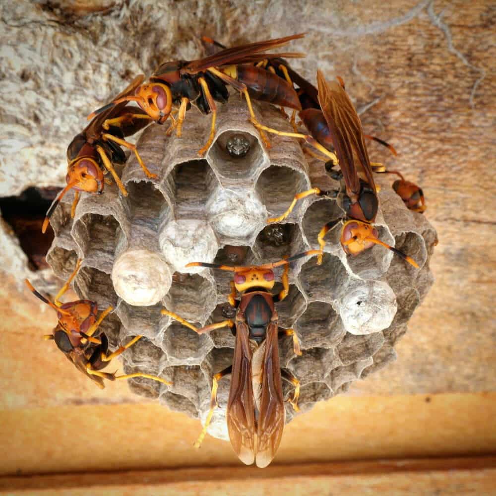 Paper Wasps