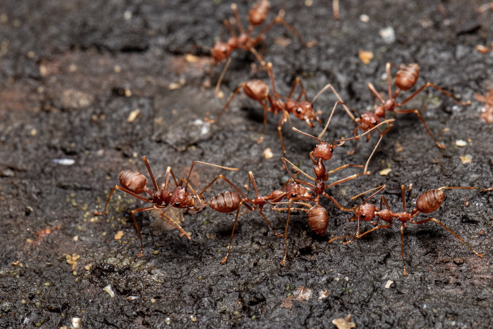 Pavement Ants