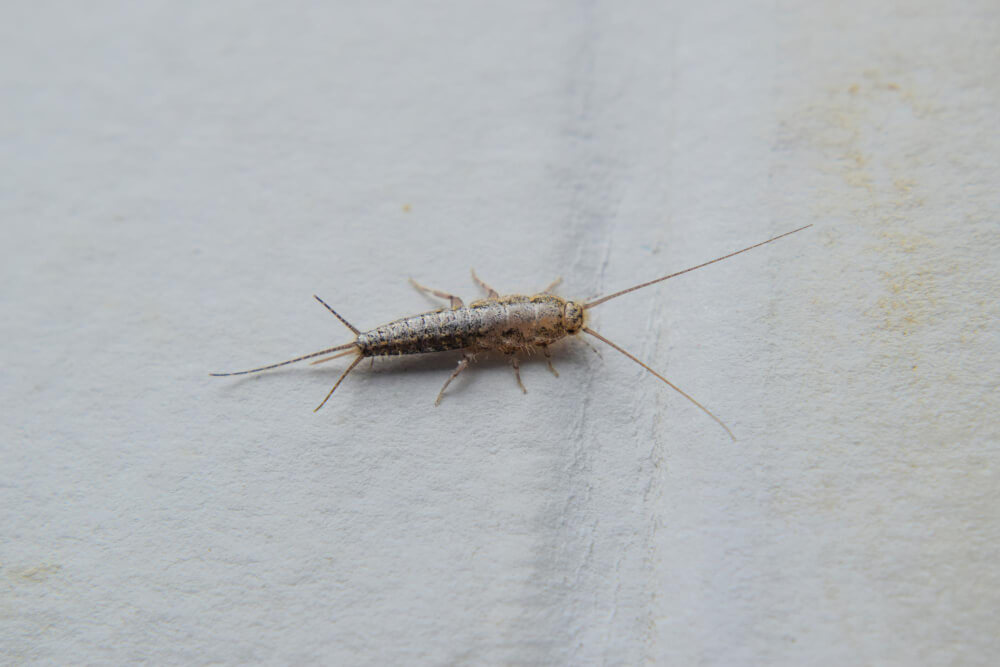Silverfish Extermination Services fact