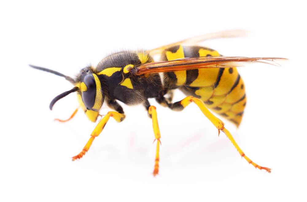 Wasp & Wasp Nest Removal