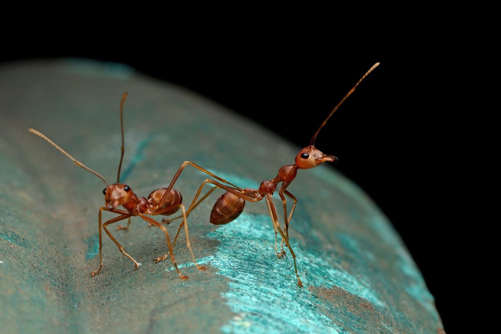 Argentine Ants