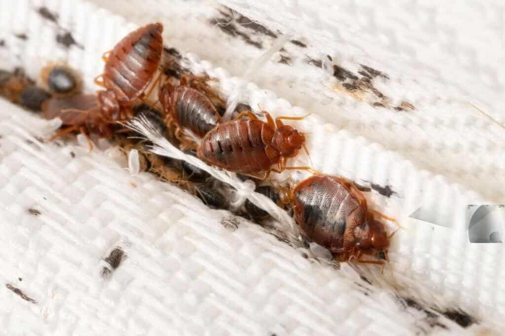 bed bug hemipterus