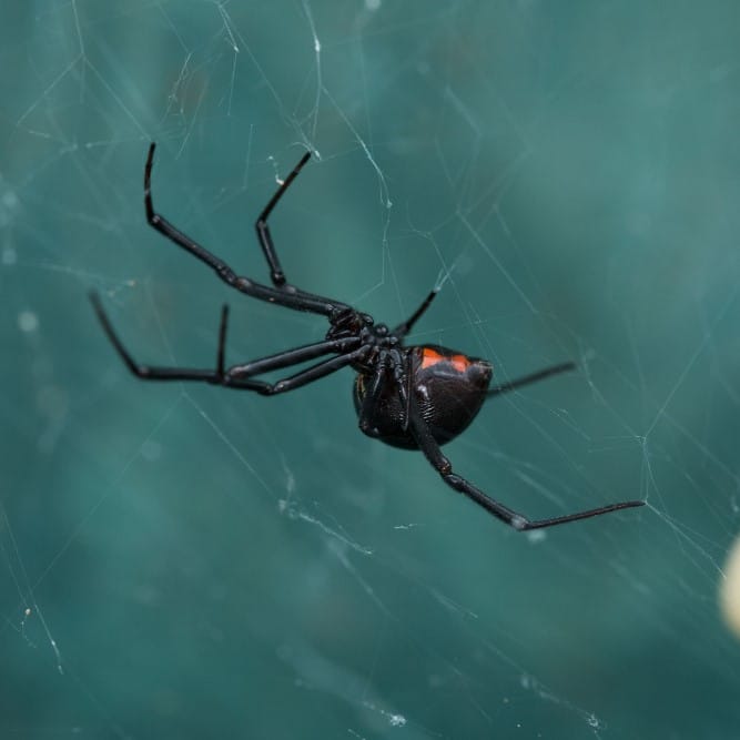 black-widow-spider