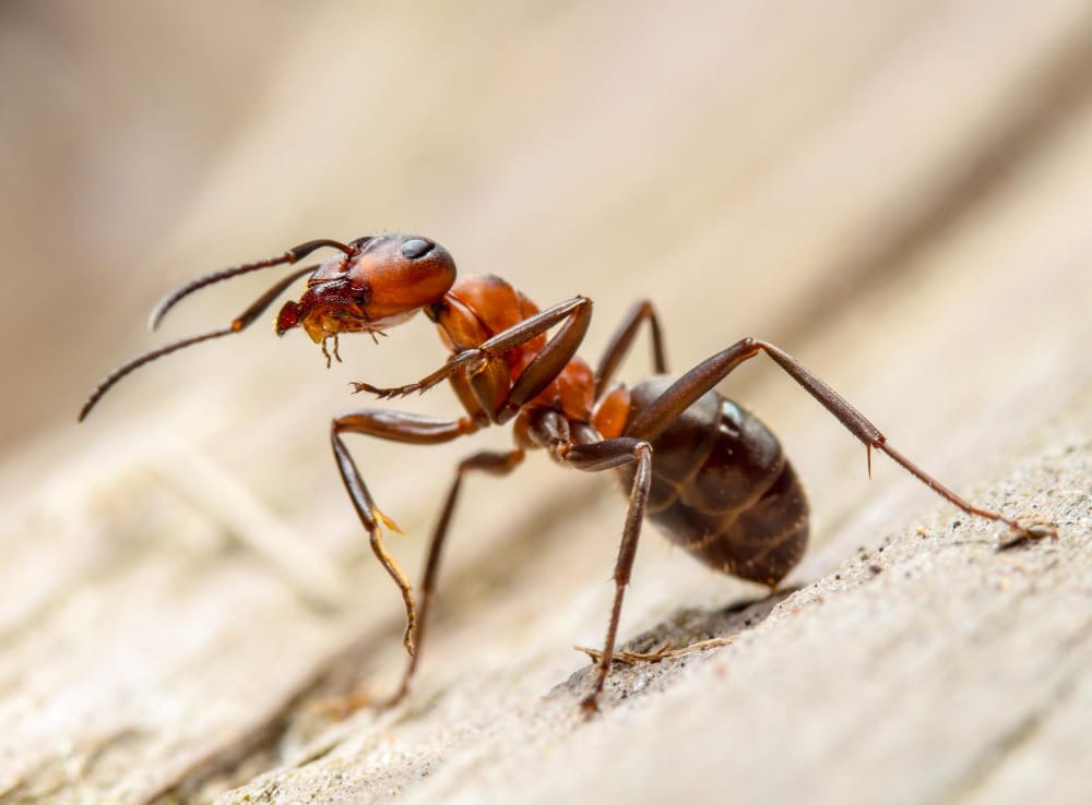 fire ant