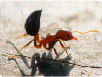 Acrobat-Ants