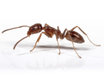 Argentine-Ants