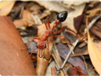 Bulldog-Ants