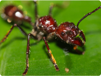 Bullet-Ants